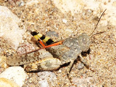 Arroyo Grasshopper - Heliastus benjamini (female)
