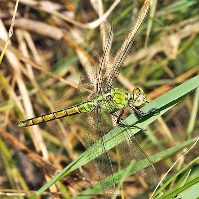 Western Pondhawk - Erythemis collocata
