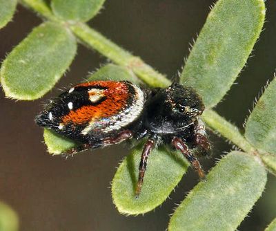 Phidippus carneus