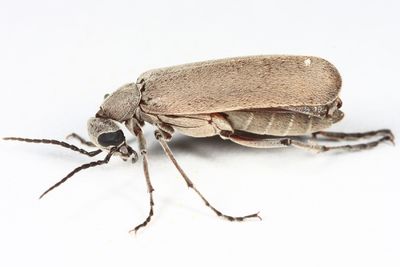 Epicauta arizonica