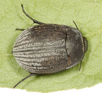 Eusattus reticulatus