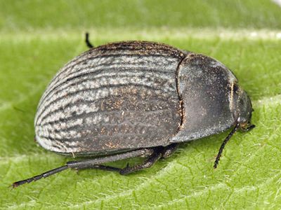 Eusattus reticulatus