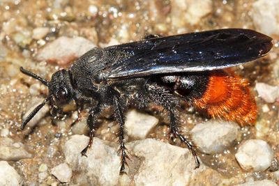 Triscolia ardens