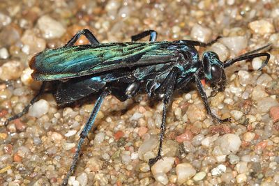 Pepsis mexicana