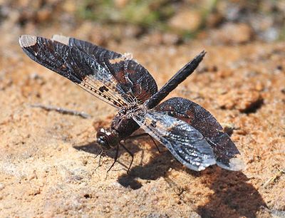 Filigree Skimmer - Pseudoleon superbus (male)