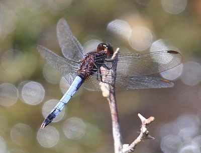 Plateau Dragonlet - Erythrodiplax basifusca