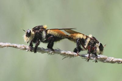 Mallophora fautrix