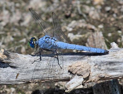Western Pondhawk - Erythemis collocata (male)