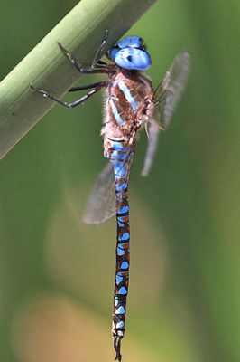 Blue-eyed Darner - Rhionaeschna multicolor (male)