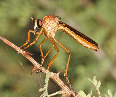 Diogmites sallei