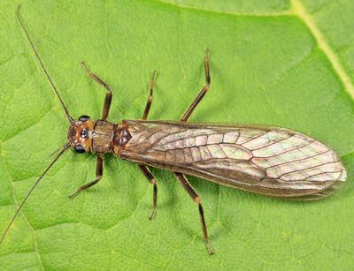 Neoperla mainensis