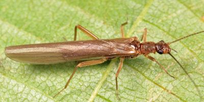 Leuctra tenuis