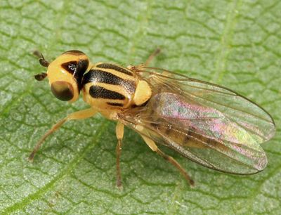 Chlorops sp.