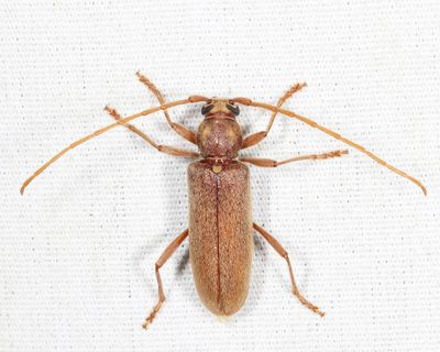 Hesperophanes pubescens