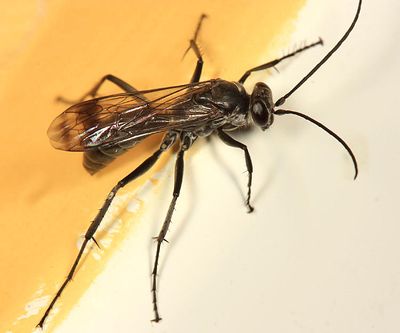 Agenioideus humilis