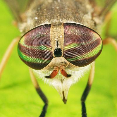 Tabanus similis (female)