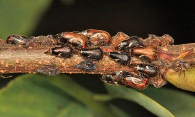 Vanduzea arquata