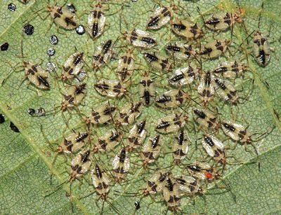 Linden Lace Bug - Gargaphia tiliae (nymphs)
