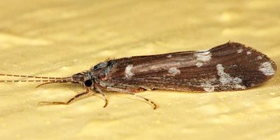 Ceraclea transversa