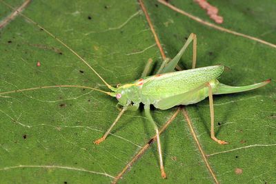 Quiet-calling Katydids - Meconematinae
