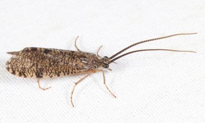 Banksiola crotchi