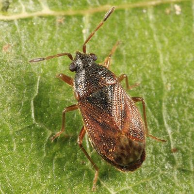 Stygnocoris sabulosus