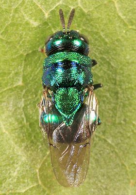 Euperilampus triangularis