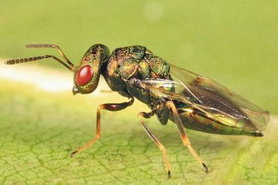 Chalcid Wasps - Chalcidoidea