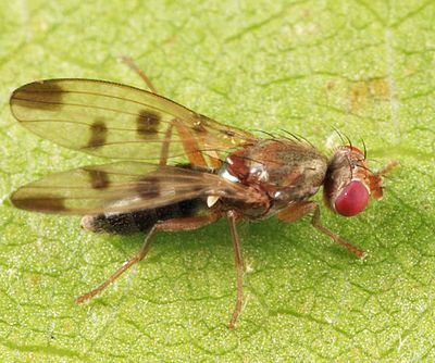 Cereal Fly - Geomyza tripunctata