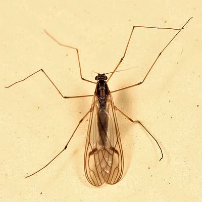 Meniscus Midge - Dixidae - Dixella nova