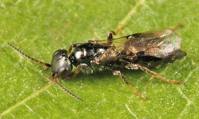 Goniozus sp.