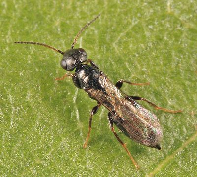 Goniozus sp.