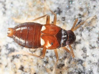 Pissonotus guttatus
