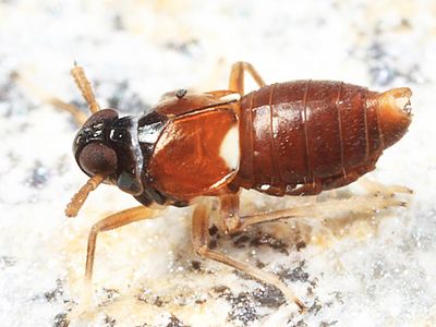 Pissonotus guttatus