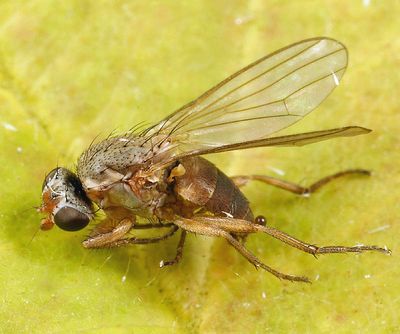 Neoleria inscripta