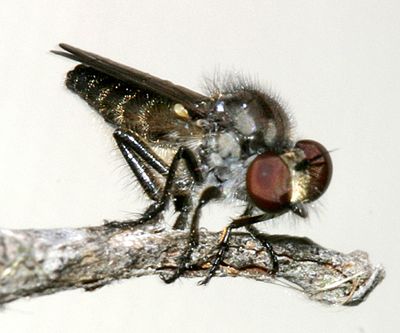 Holopogon phaeonotus