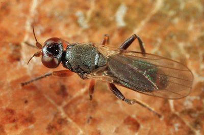 Elachiptera longiventris