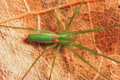 Tetragnatha viridis