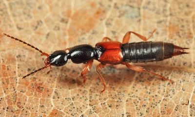 Tetartopeus convolutus