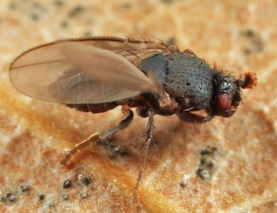Thoracochaeta sp.