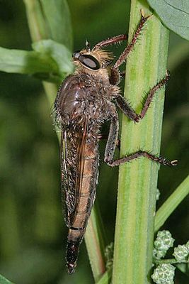 Proctacanthus nigriventris