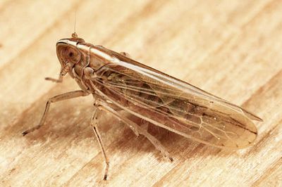 Stenocranus unipunctatus