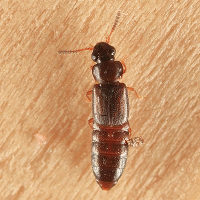 Phloeonomus laesicollis