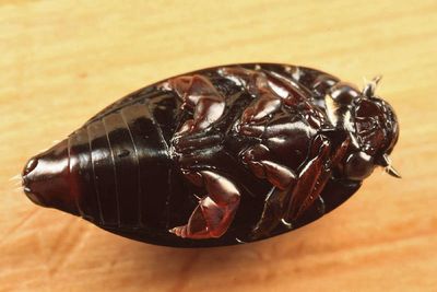 Gyrinus sp.