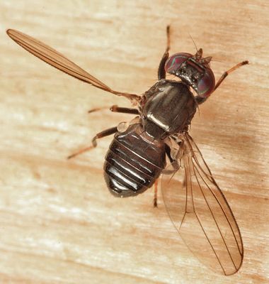 Aulacigaster mcalpinei