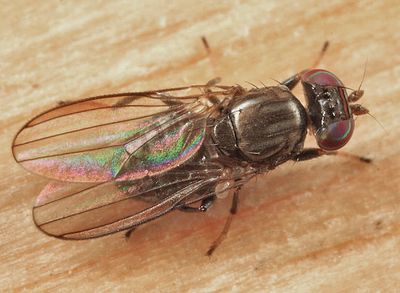 Aulacigaster mcalpinei