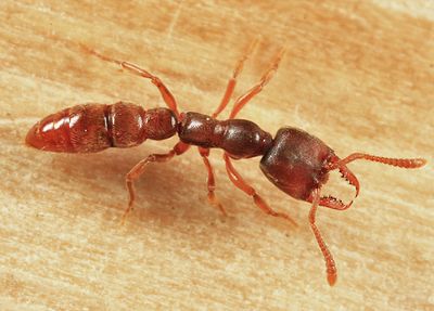 Stigmatomma pallipes