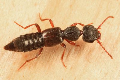 Rugilus rufipes