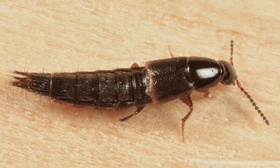 Heterothops cognatus