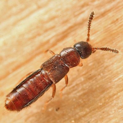 Subtribe Geostibina - Geostibia sp.?